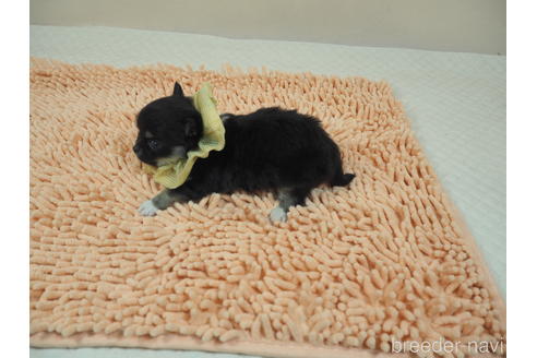 成約済の埼玉県のチワワ(ロングコート)-190666の3枚目