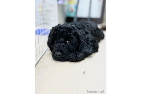 成約済の東京都のミックス犬-187325の29枚目