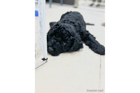 成約済の東京都のミックス犬-187325の28枚目