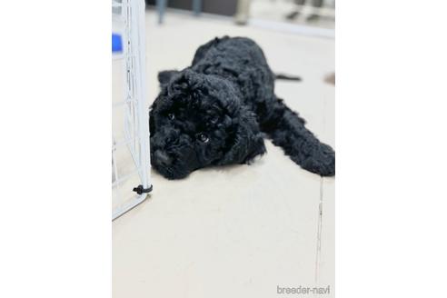 成約済の東京都のミックス犬-187325の23枚目