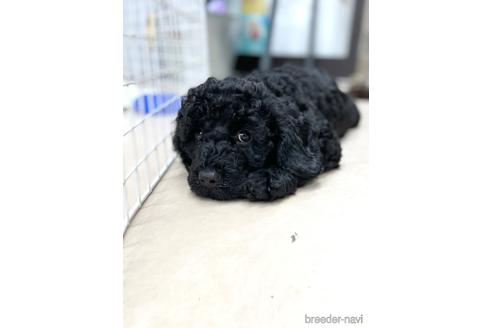 成約済の東京都のミックス犬-187325の27枚目