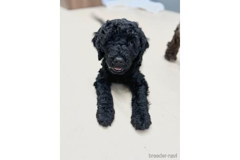 成約済の東京都のミックス犬-187325の26枚目