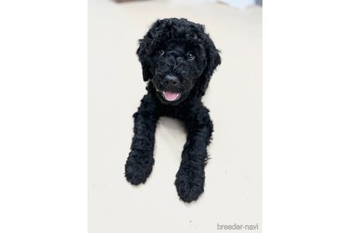 成約済の東京都のミックス犬-187325の25枚目