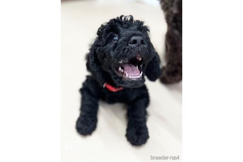 成約済の東京都のミックス犬-187325の24枚目