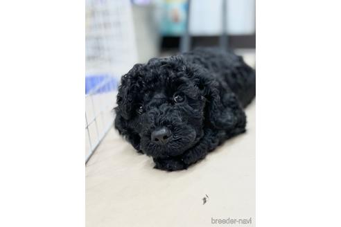 成約済の東京都のミックス犬-187325の23枚目