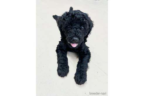 成約済の東京都のミックス犬-187325の22枚目