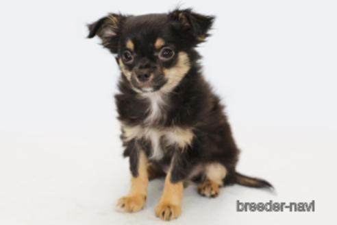 成約済の神奈川県のチワワ(ロングコート)-183696