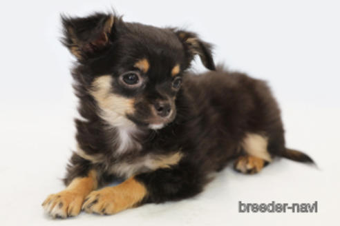 成約済の神奈川県のチワワ(ロングコート)-183696の2枚目