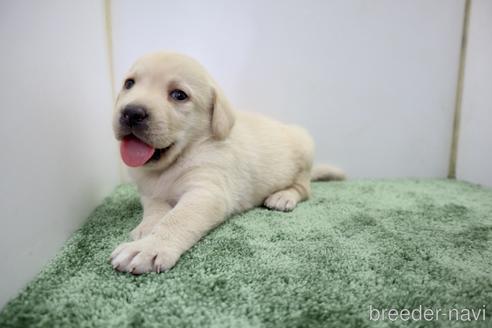 成約済の群馬県のラブラドールレトリーバー-190792の3枚目