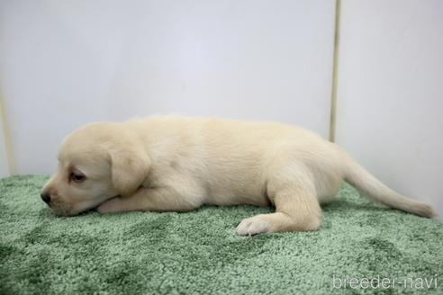 成約済の群馬県のラブラドールレトリーバー-190792の4枚目