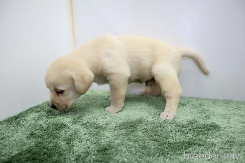 成約済の群馬県のラブラドールレトリーバー-190792の7枚目