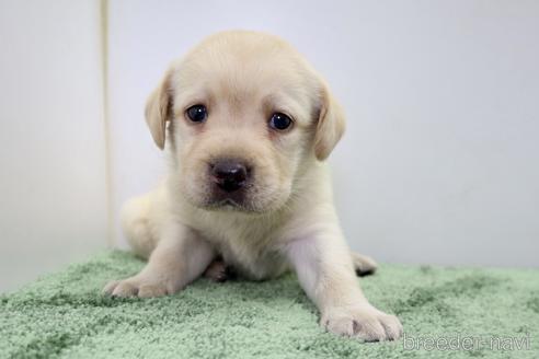 成約済の群馬県のラブラドールレトリーバー-190794の10枚目