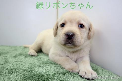 成約済の群馬県のラブラドールレトリーバー-190794の1枚目