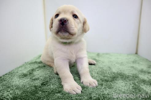 成約済の群馬県のラブラドールレトリーバー-190794の3枚目