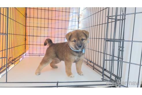 成約済の茨城県の柴犬-191965の1枚目