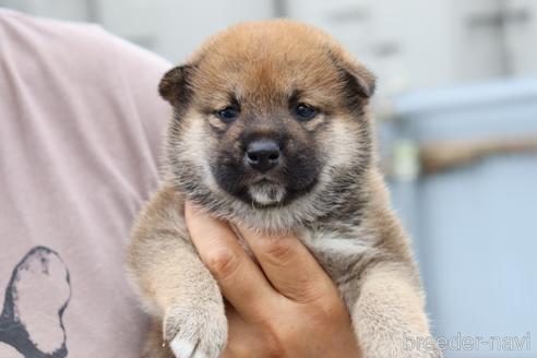 成約済の埼玉県の柴犬-192005の1枚目