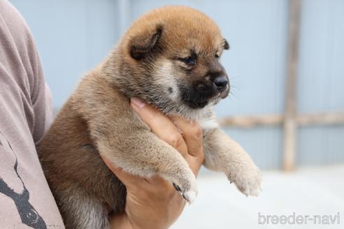 成約済の埼玉県の柴犬-192005の4枚目