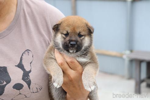 成約済の埼玉県の柴犬-192005の3枚目