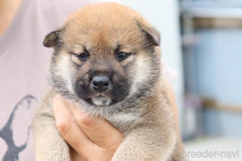 成約済の埼玉県の柴犬-192005の2枚目