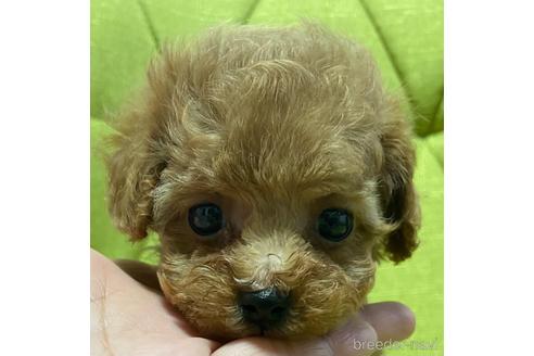 成約済の岡山県のティーカッププードル-192022の18枚目