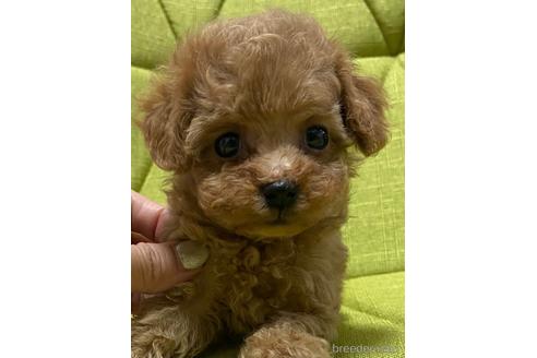 成約済の岡山県のティーカッププードル-192022の17枚目