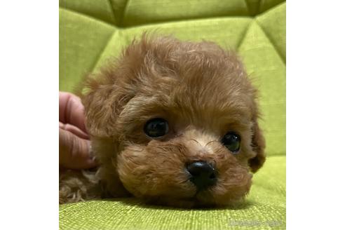 成約済の岡山県のティーカッププードル-192022の16枚目