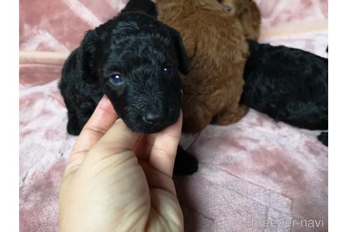 成約済の茨城県のトイプードル-192029の1枚目