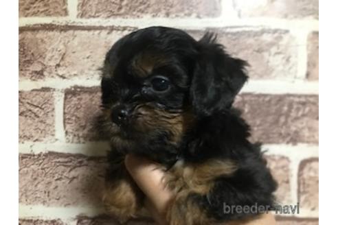 成約済の埼玉県のミックス犬-187963の2枚目