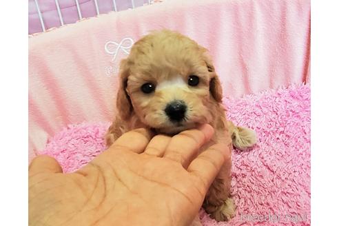 成約済の愛知県のタイニープードル-190079の12枚目