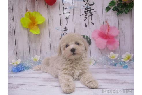 成約済の鳥取県のマルプー:マルチーズ×トイプードル-185723の1枚目