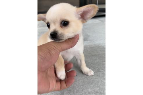 成約済の福岡県のミックス犬-189813の4枚目