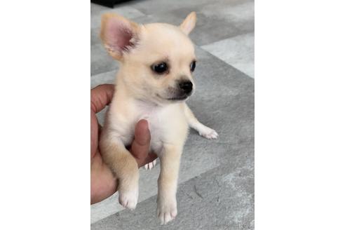 成約済の福岡県のミックス犬-189813の5枚目