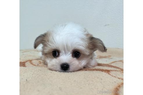 成約済の福岡県のチワマル:チワワ×マルチーズ-185000の20枚目