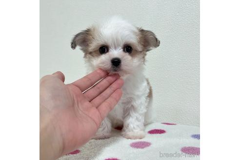 成約済の福岡県のチワマル:チワワ×マルチーズ-185000の18枚目