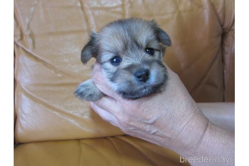 成約済の福岡県のミックス犬-190812の17枚目