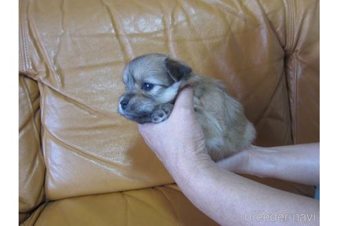 成約済の福岡県のミックス犬-190812の15枚目