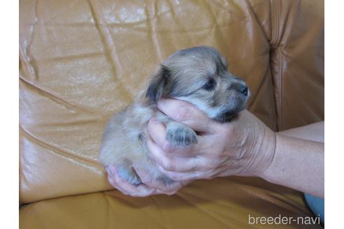 成約済の福岡県のミックス犬-190812の14枚目