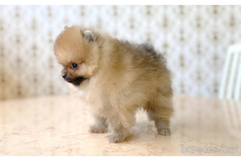 成約済の愛知県のポメラニアン-192095の3枚目