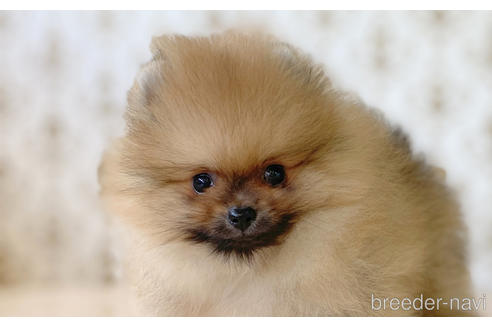 成約済の愛知県のポメラニアン-192095の1枚目