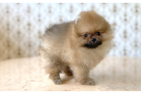 成約済の愛知県のポメラニアン-192095の5枚目