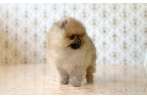 成約済の愛知県のポメラニアン-192095の2枚目