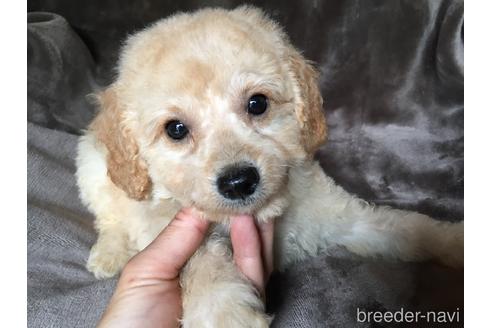 成約済の茨城県のミックス犬-187037の7枚目