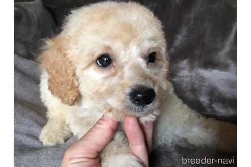 成約済の茨城県のミックス犬-187037の6枚目