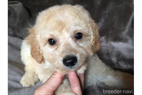 成約済の茨城県のミックス犬-187037の4枚目