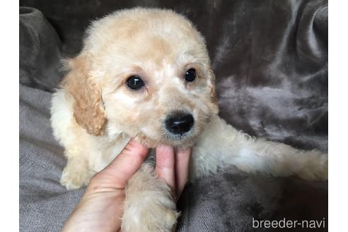 成約済の茨城県のミックス犬-187037の3枚目