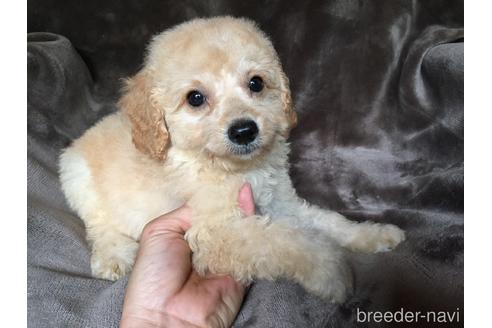 成約済の茨城県のミックス犬-187037の2枚目