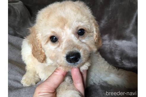 成約済の茨城県のミックス犬-187037の1枚目