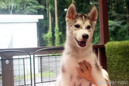 成約済の栃木県のシベリアンハスキー-183755の2枚目