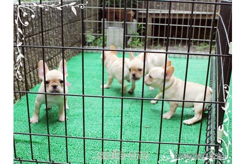 成約済の神奈川県のフレンチブルドッグ-188815の3枚目