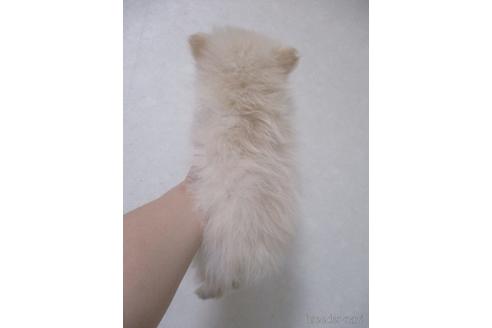 成約済の鳥取県のポメラニアン-185882の4枚目